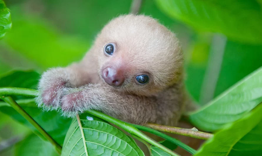 Sloth Sanctuary Takes Care Of Baby Sloths That Lost Their Mothers