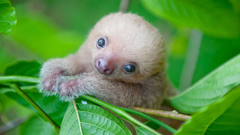 Sloth Sanctuary Takes Care Of Baby Sloths That Lost Their Mothers