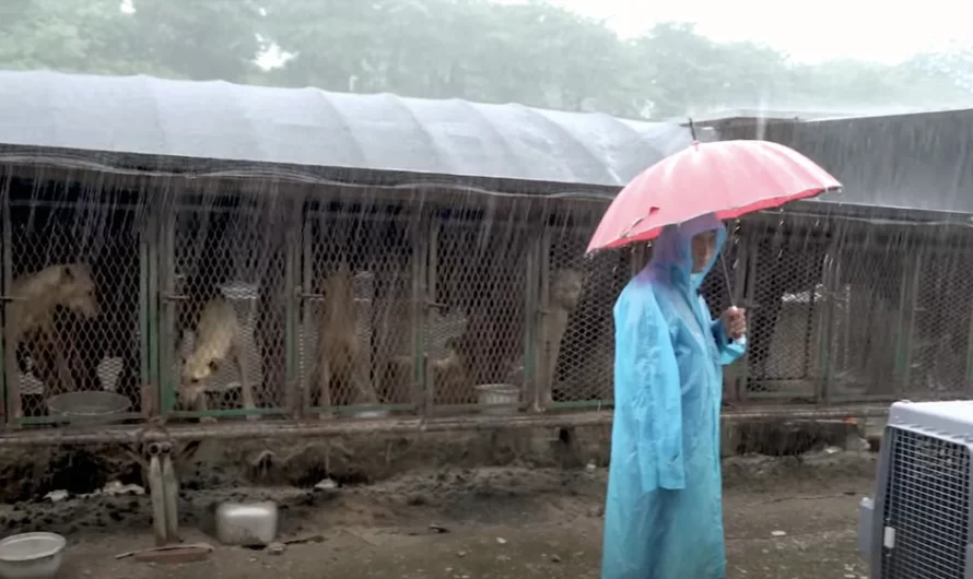 The Rain Put Down As 21 Dogs Awaited Their Fate In Tiny Cages