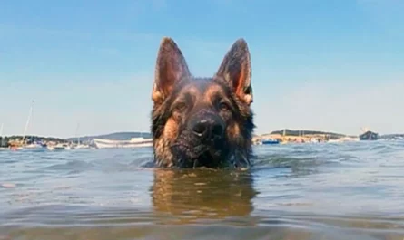 The loyal dog remained in the water for more than 11 hours to find his owner and saved him.JPG