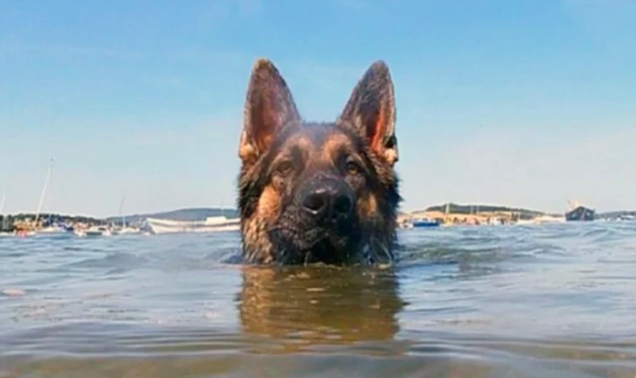 The loyal dog remained in the water for more than 11 hours to find his owner and saved him