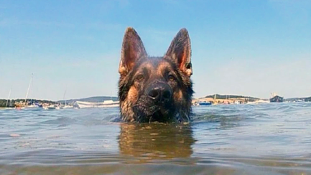 The loyal dog remained in the water for more than 11 hours to find his owner and saved him.JPG