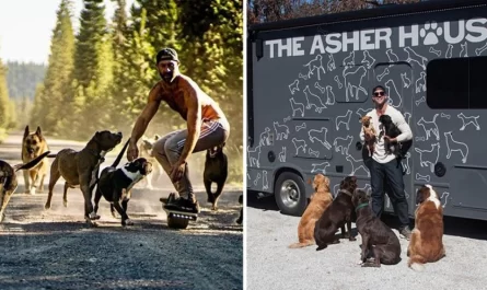 This Man Quits His Job To Travel The Country And Save Dogs From Shelters