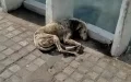 Dog With Neck Wound Lays Down To Die However Assist Is On Its Way