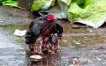 Mother Chicken Becomes ‘Umbrella’ To Secure Her Babies From Heavy Rain (Video).