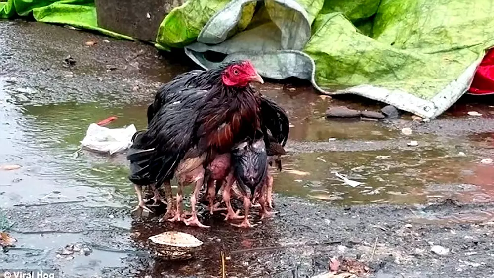 Mother Hen Becomes Umbrella To Secure Her Babies From Heavy Rain (Video).