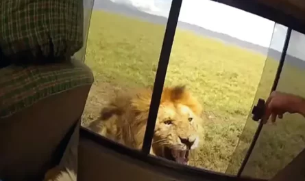 Tourist Who Opened Up Window To Pet Lion Instantly Regrets It