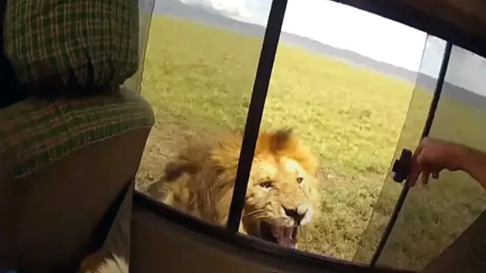 Tourist Who Opened Up Window To Pet Lion Instantly Regrets It