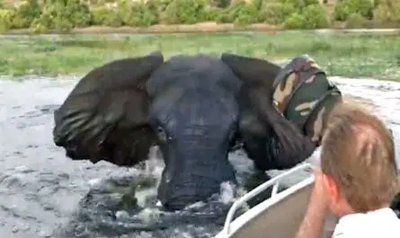 Tourists Quickly Find Out Why They Shouldnt Get Too Close To Wild Animals