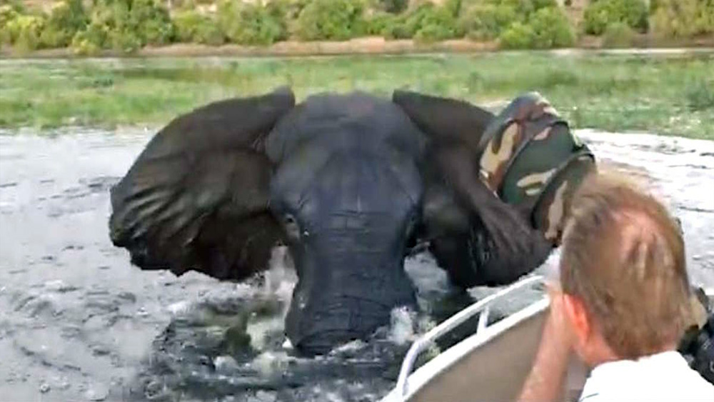 Tourists Quickly Find Out Why They Shouldnt Get Too Close To Wild Animals