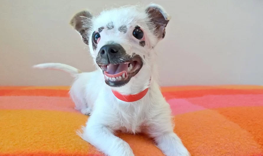 Unusual Looking Puppy Adopted By Family Didn’t Care About Her Scars