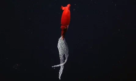Watch a Deep-Sea Squid Carry Numerous Pearl-Like Eggs