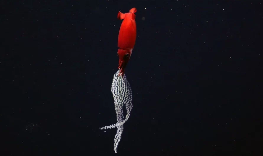 Watch a Deep Sea Squid Carry Numerous Pearl-Like Eggs