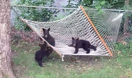Woman Catches 3 Little Bear Cubs Playing In Her Yard