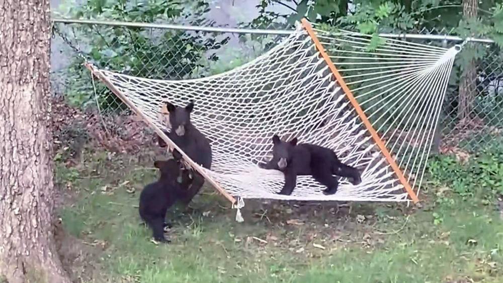 Woman Catches 3 Little Bear Cubs Playing In Her Yard