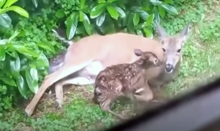 Woman Catches Deer Giving Birth To Twins In Her Backyard