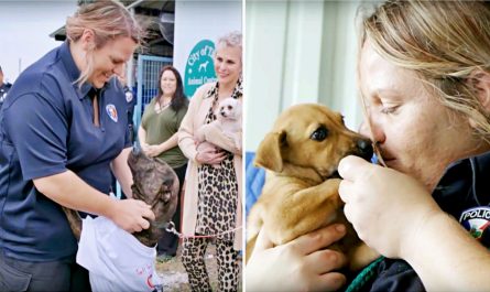 Woman Single Handedly Lowers Shelter's Kill Rate And Rescues 565 Dogs