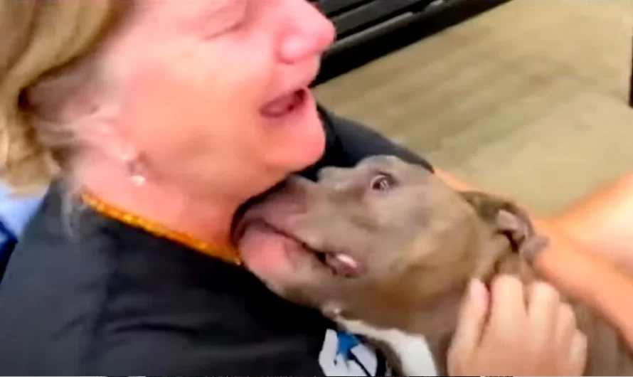 Woman tearfully rejoins with dog 8 years after losing him