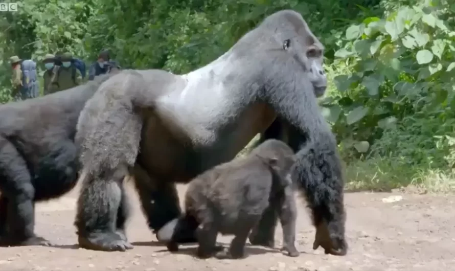 Huge Silverback Gorilla Stops Traffic So His Family Can Safely Cross