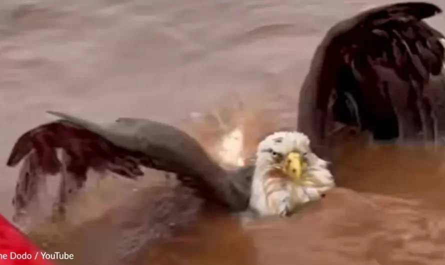 Man Saves Bald Eagle From Drowning In The River
