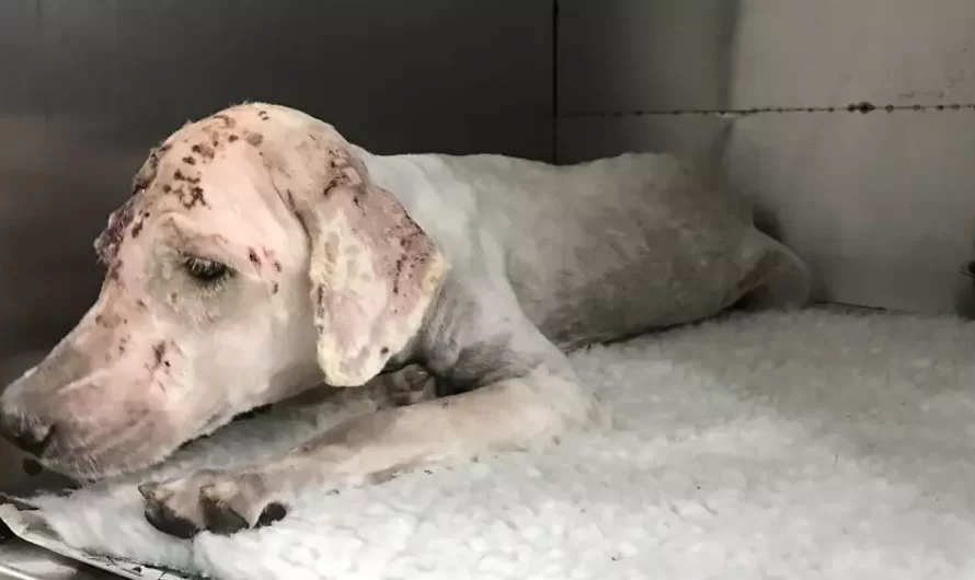 A Rescued Dog With A Hole In Her Head, Was Treated And Found Her Loving Home