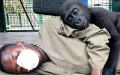 Orphaned Gorilla Needs To Be Cuddled By His Carer After Being Saved