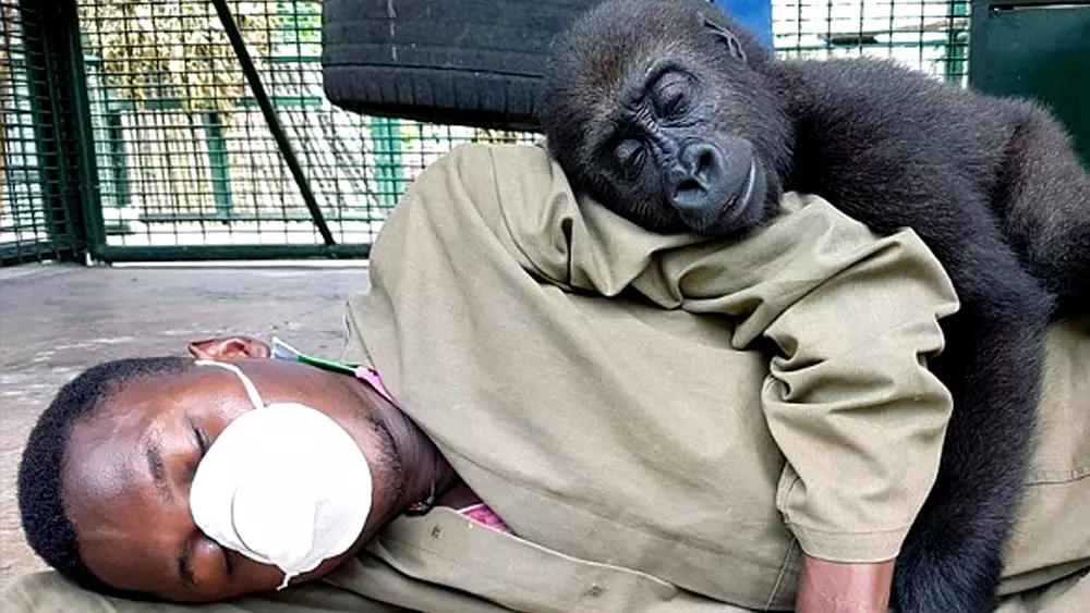 Orphaned Gorilla Needs To Be Cuddled By His Carer After Being Saved