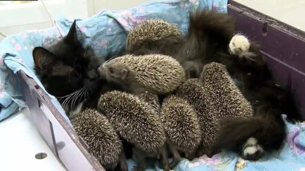 Kind-hearted Cat adopts 8 Baby Hedgehogs that have lost their Parents!