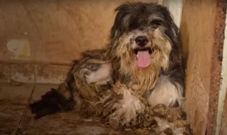 23 Neglected Dogs Saved From Most Squalid Conditions Rescuers Have Ever Witnessed