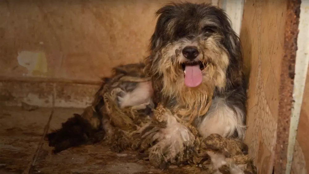 23 Neglected Dogs Saved From Most Squalid Conditions Rescuers Have Ever Witnessed