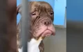 Dog with saddest face searches for new home after being gave up to shelter