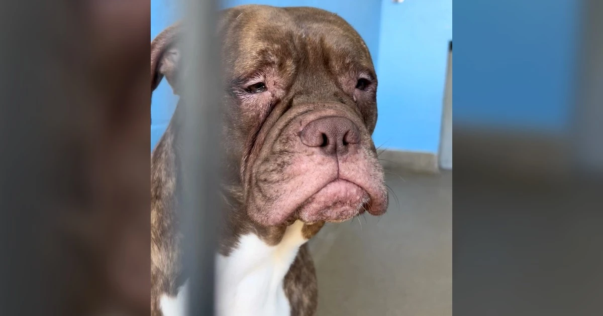 Dog with saddest face searches for new home after being gave up to shelter