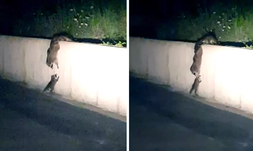 Raccoon Family Forms A Chain To Help A Baby Raccoon Get Over The Wall