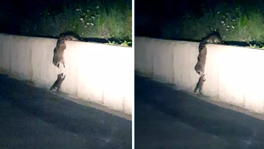 Raccoon Family Forms A Chain To Help A Baby Raccoon Get Over The Wall