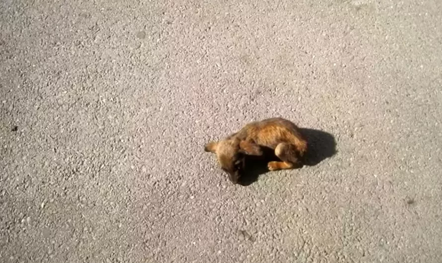 Tiniest Puppy Waits In Center Of Road For Someone To Rescue Her