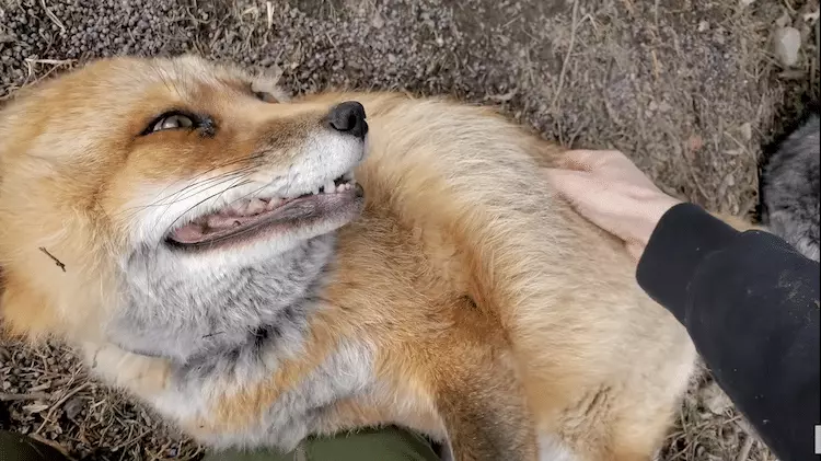 Fox Laughing 2