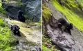 Rescued Bear Cubs Act Like Little Children When They Find A Natural Slide.