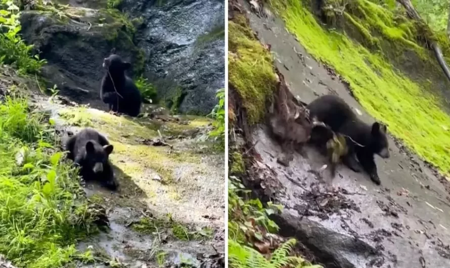 Rescued Bear Cubs Act Like Little Children When They Find A Natural Slide.