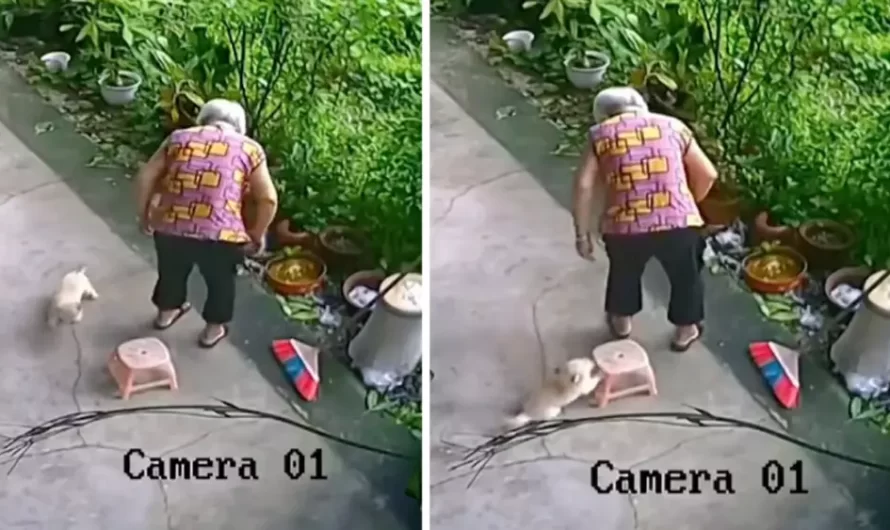 Little Puppy Helps Elderly Lady Sit Down