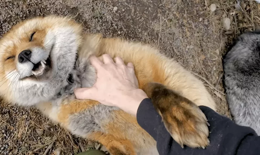 Lovable Rescue Fox Laughing With Delight When Being Petted By His Human