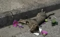 Poor Cat Was Left To Die After An Evil Driver Hit The Cat And Run