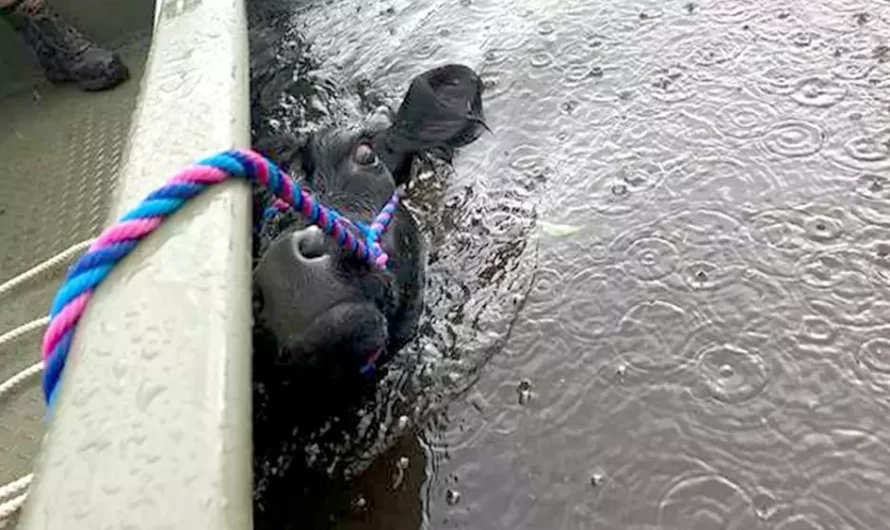 People See A Cow Attempting To Swim After A Hurricane And Rush To Assist Her