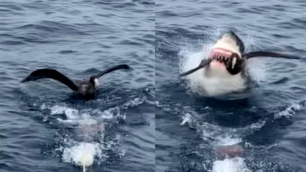 Great White Leaps from the Water to Capture This Bird in Wild Video
