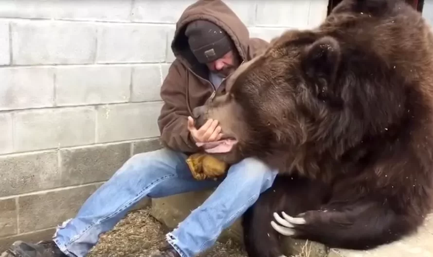 Gorgeous Moment Man Comforts Sick 1,400 Pound Bear With A Hug