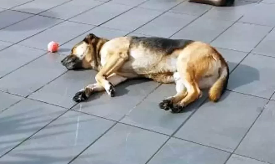 Sweet Stray Dog Convinces Strangers At The Mall To Play Fetch With Him