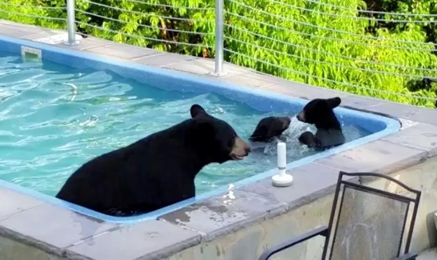 They Look Outside And See That A Bear Family Has Chosen To Cool Off In The Swimming pool