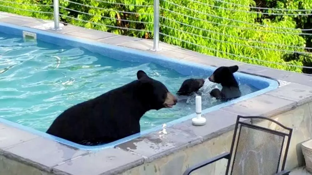 They Look Outside And See That A Bear Family Has Chosen To Cool Off In The Swimming pool