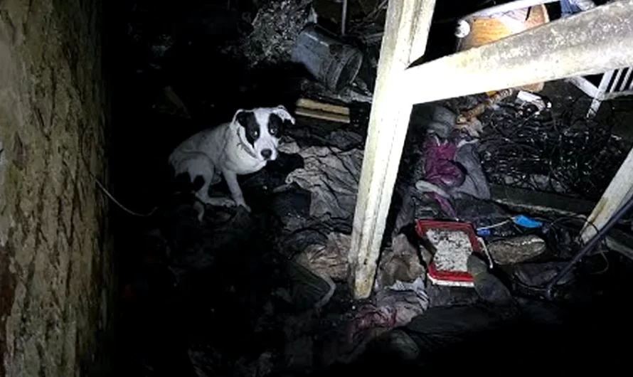 Rescuer Falls Through Floor Attempting To Save Dog Trapped In Old House