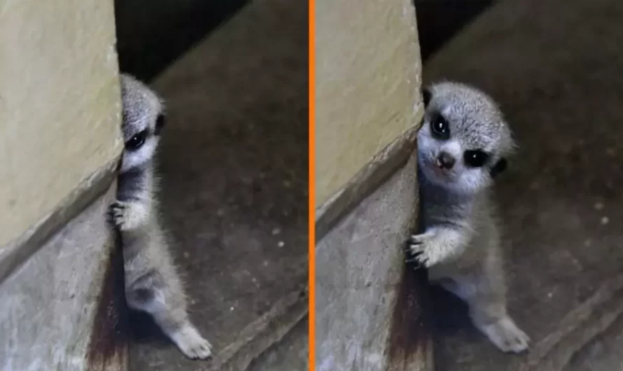 Photographer Captures Sweet Shy-At-First Baby Meerkat And Meets Its Family