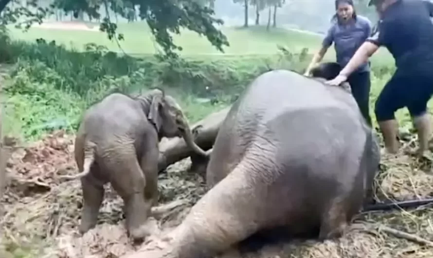 Quick-thinking veterinarian uses CPR to rescue elephant mom in front of her calf